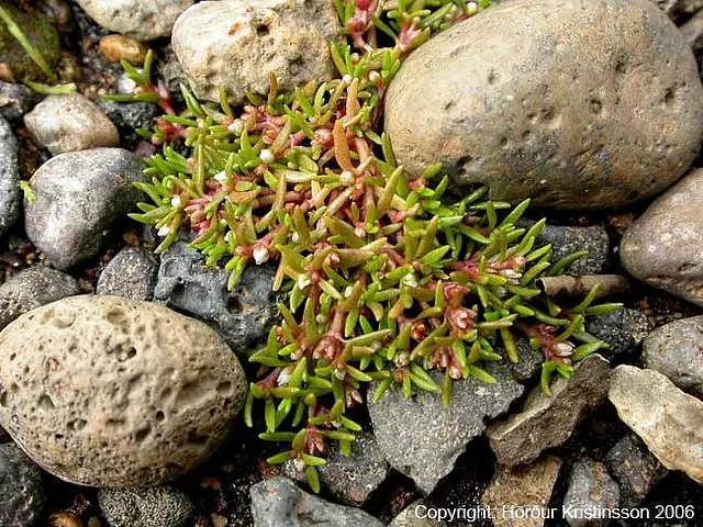 Crassula aquatica