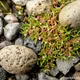 Crassula aquatica