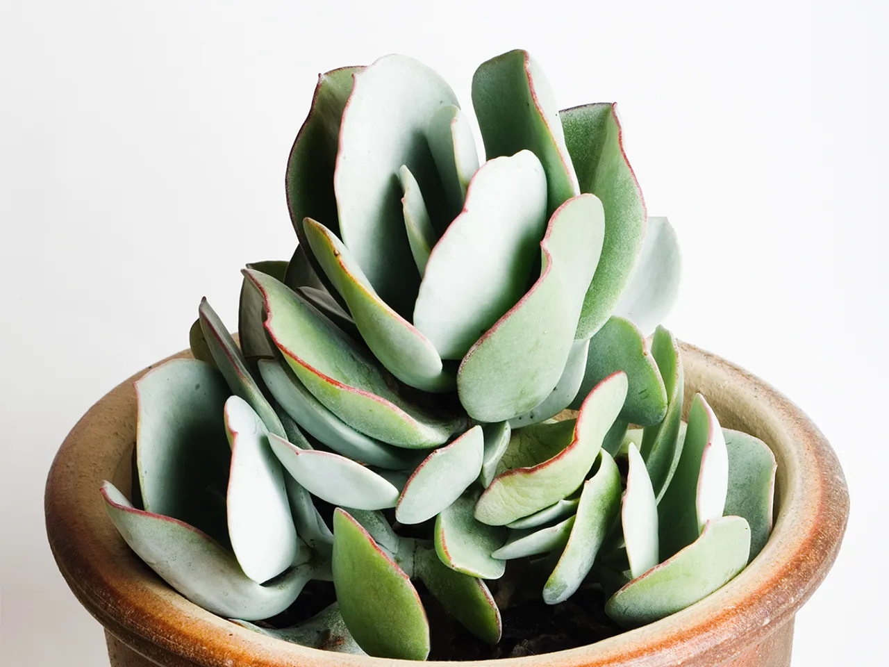 Crassula arborescens