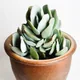 Crassula arborescens