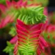 Crassula capitella