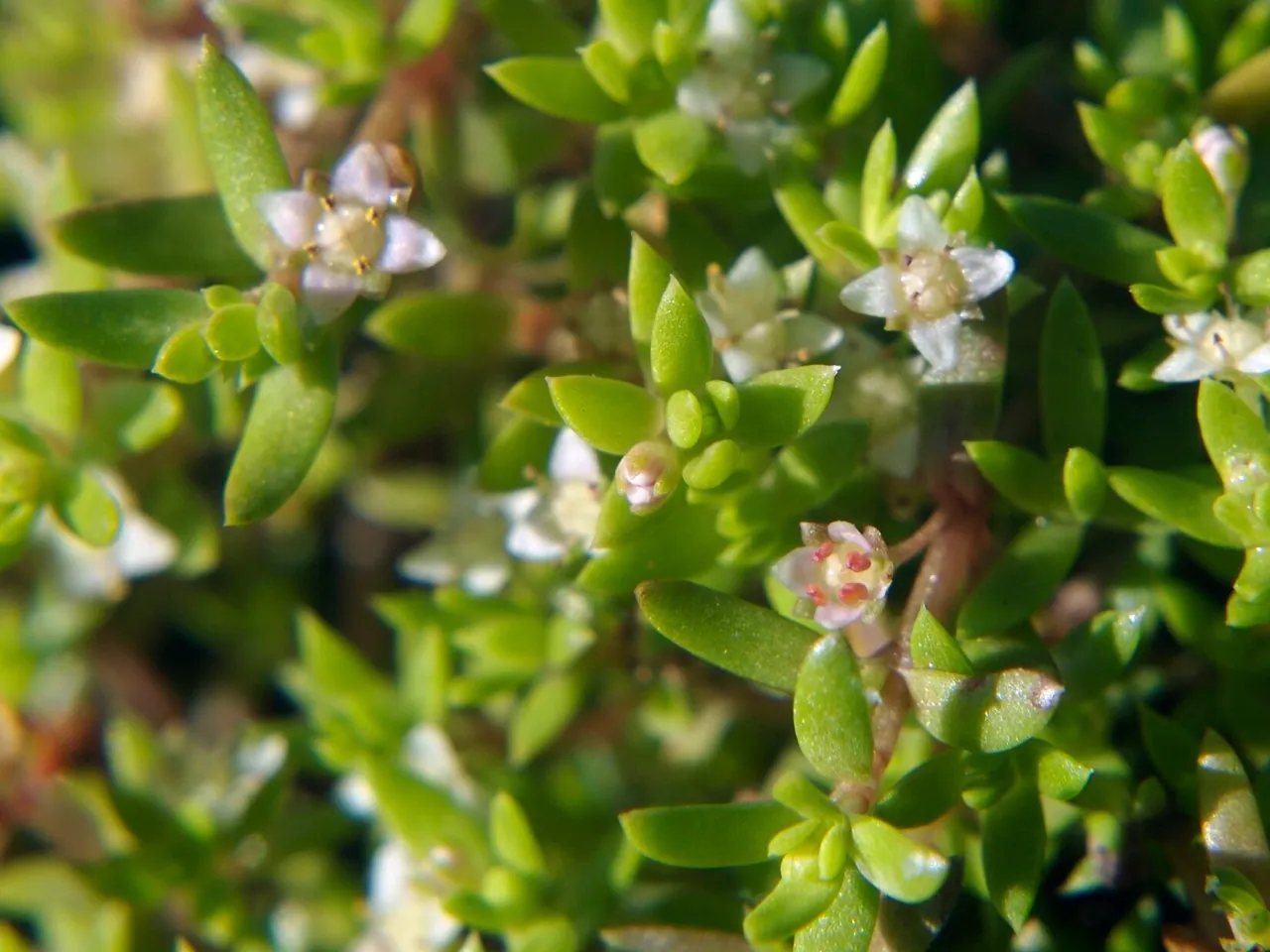 New Zealand Pygmyweed