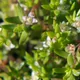 New Zealand Pygmyweed