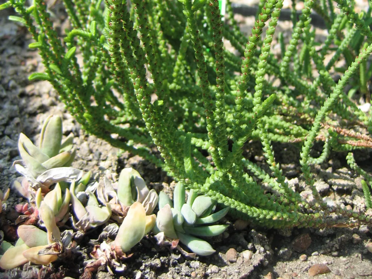 Crassula muscosa