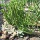 Crassula muscosa