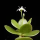 Jade plant