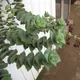Crassula perforata