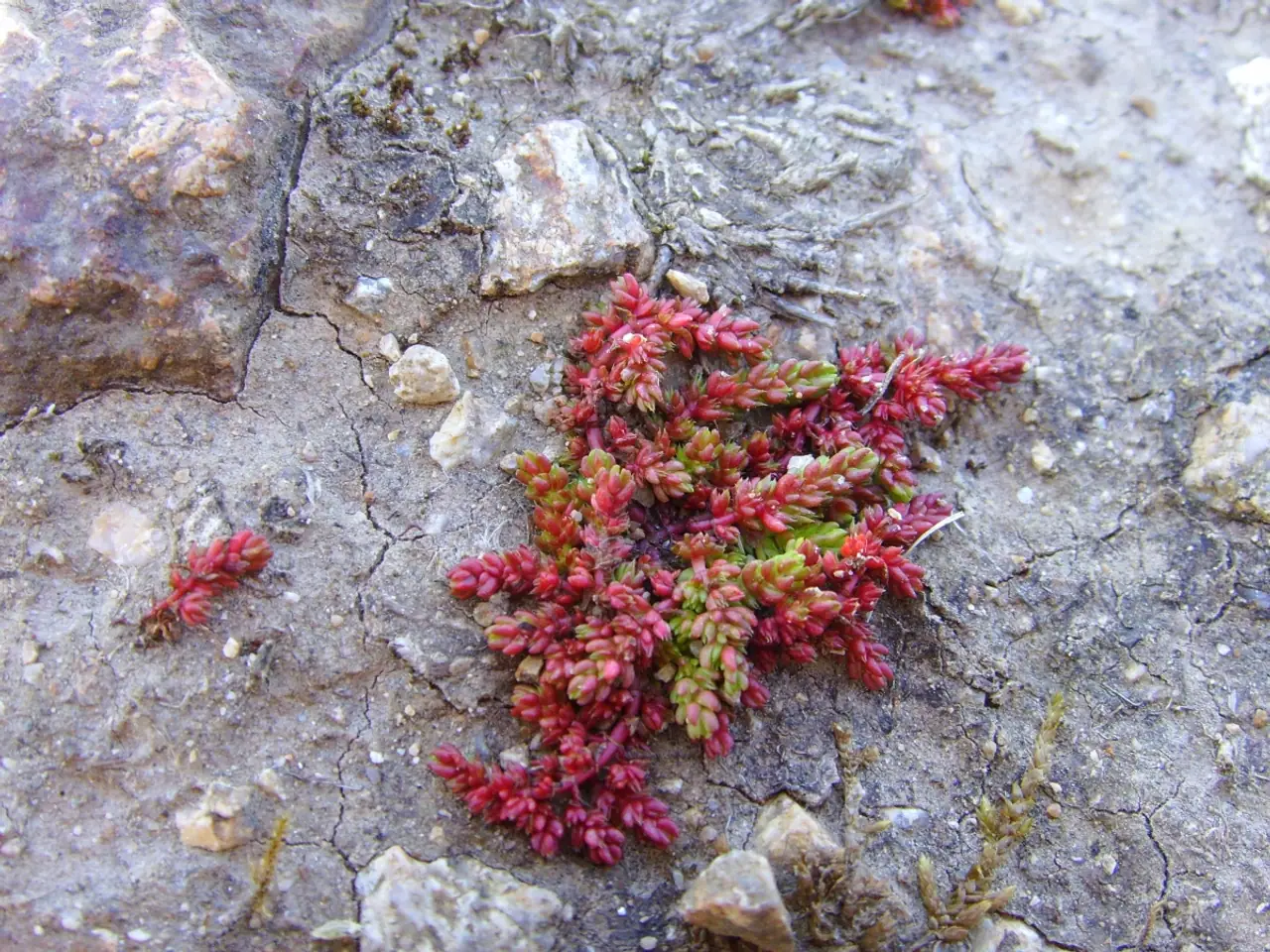 Mossy stonecrop