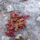 Mossy stonecrop