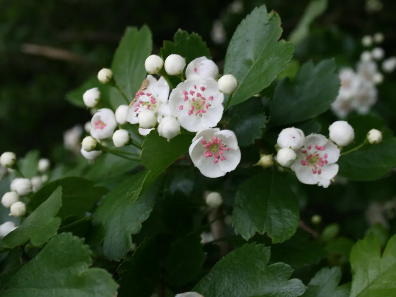 English hawthorn
