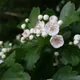 English hawthorn