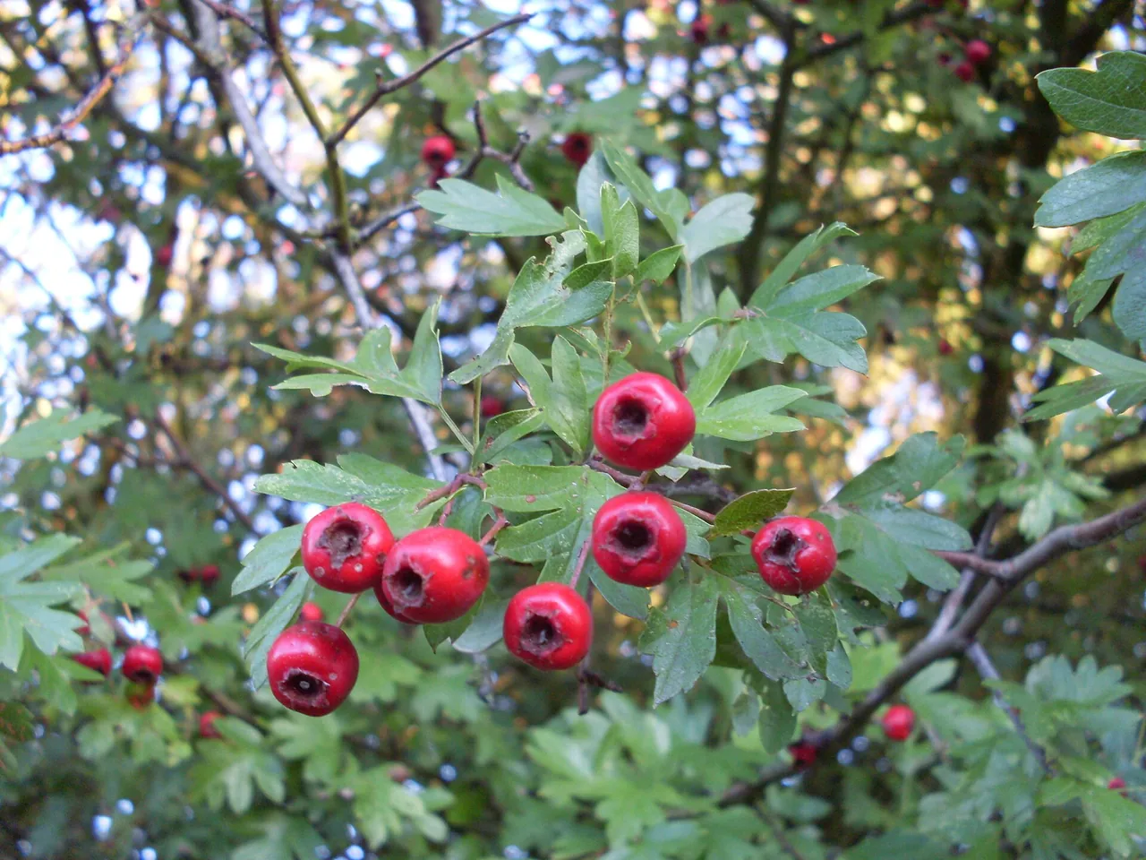 Common hawthorn