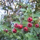 Common hawthorn