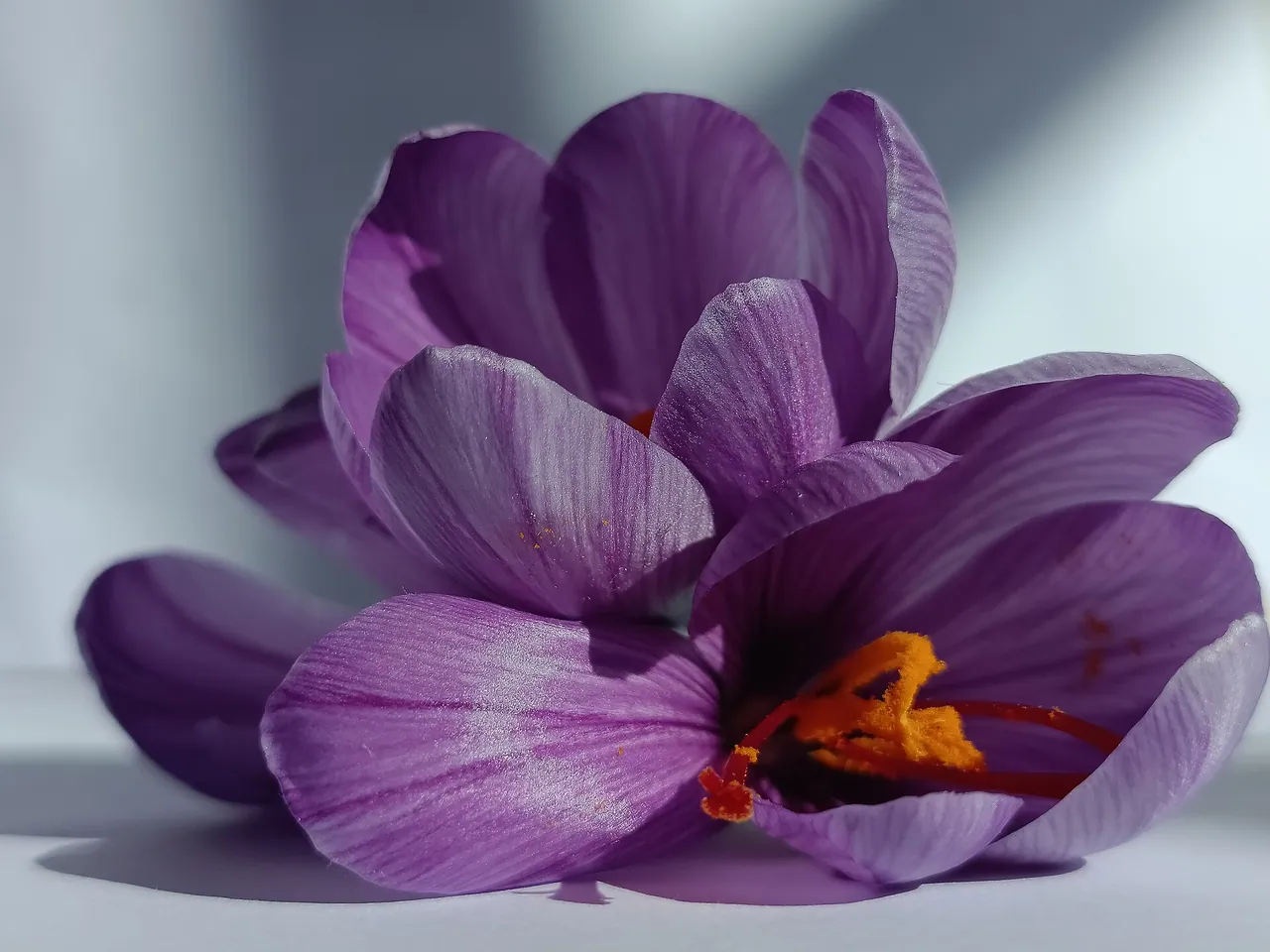 Autumn crocus
