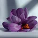 Autumn crocus