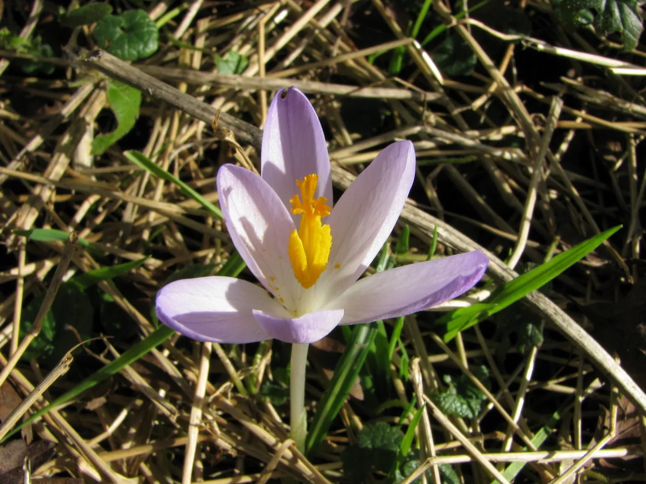 Early crocus