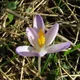 Early crocus