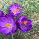Dutch crocus