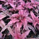 Earth Star