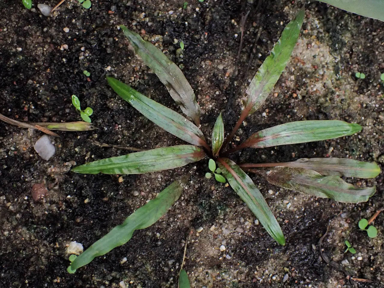 Cryptocoryne albida