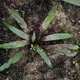 Cryptocoryne albida