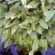 Cryptocoryne beckettii