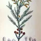 Japanese cedar