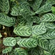 Fishbone prayer plant