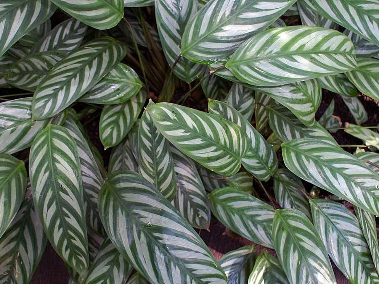 Ctenanthe oppenheimiana