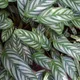 Ctenanthe oppenheimiana