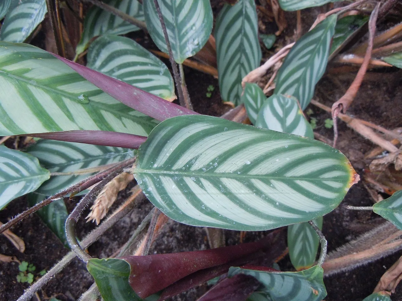 Ctenanthe setosa