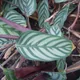 Ctenanthe setosa
