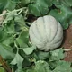 Melon