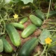 Cucumber