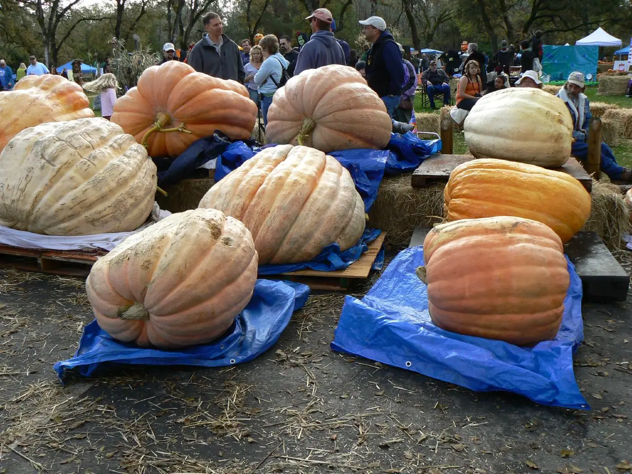 Winter squash
