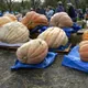 Winter squash