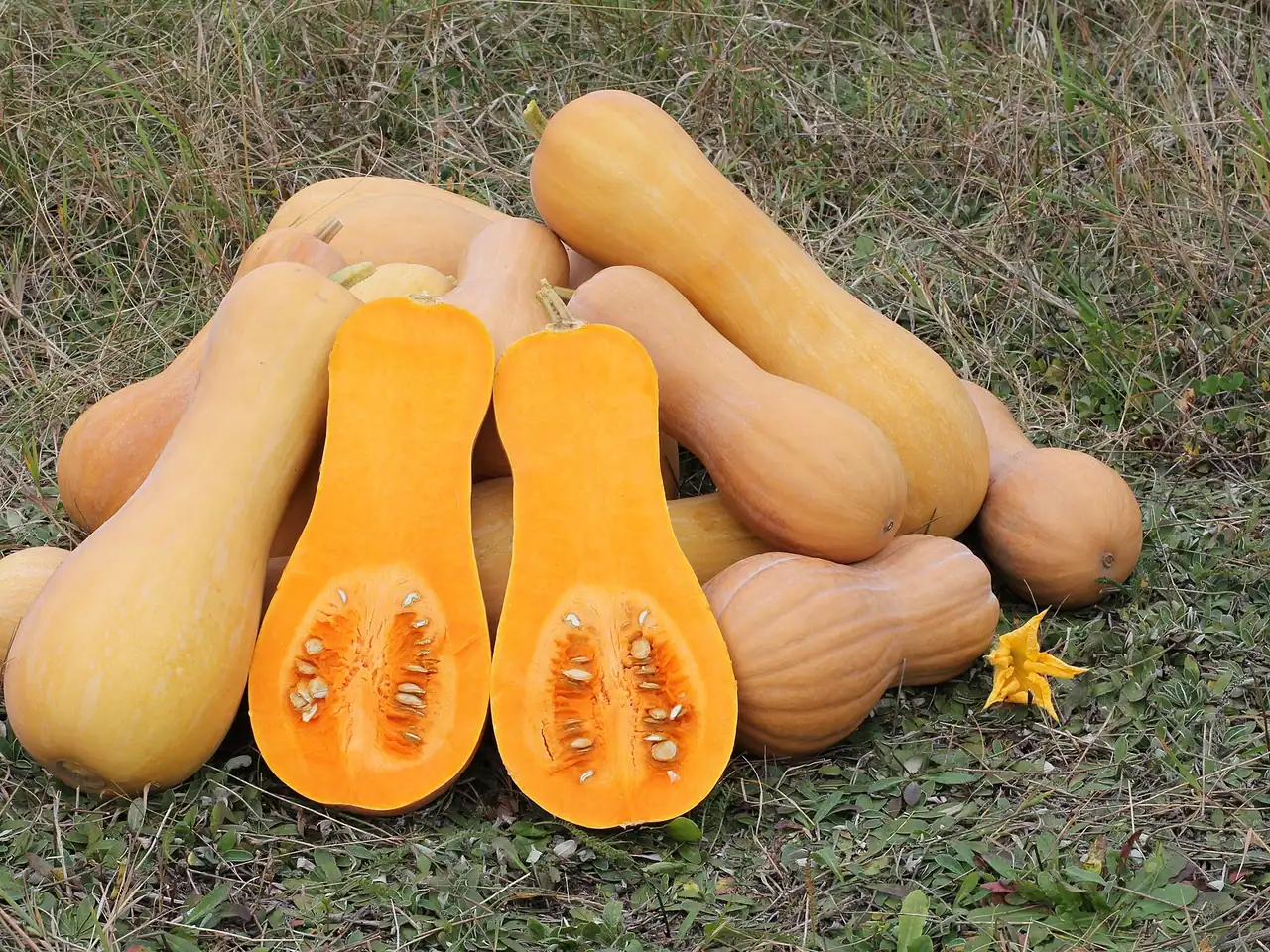 Muskaatpompoen