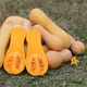 Cucurbita moschata