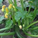 Courgette