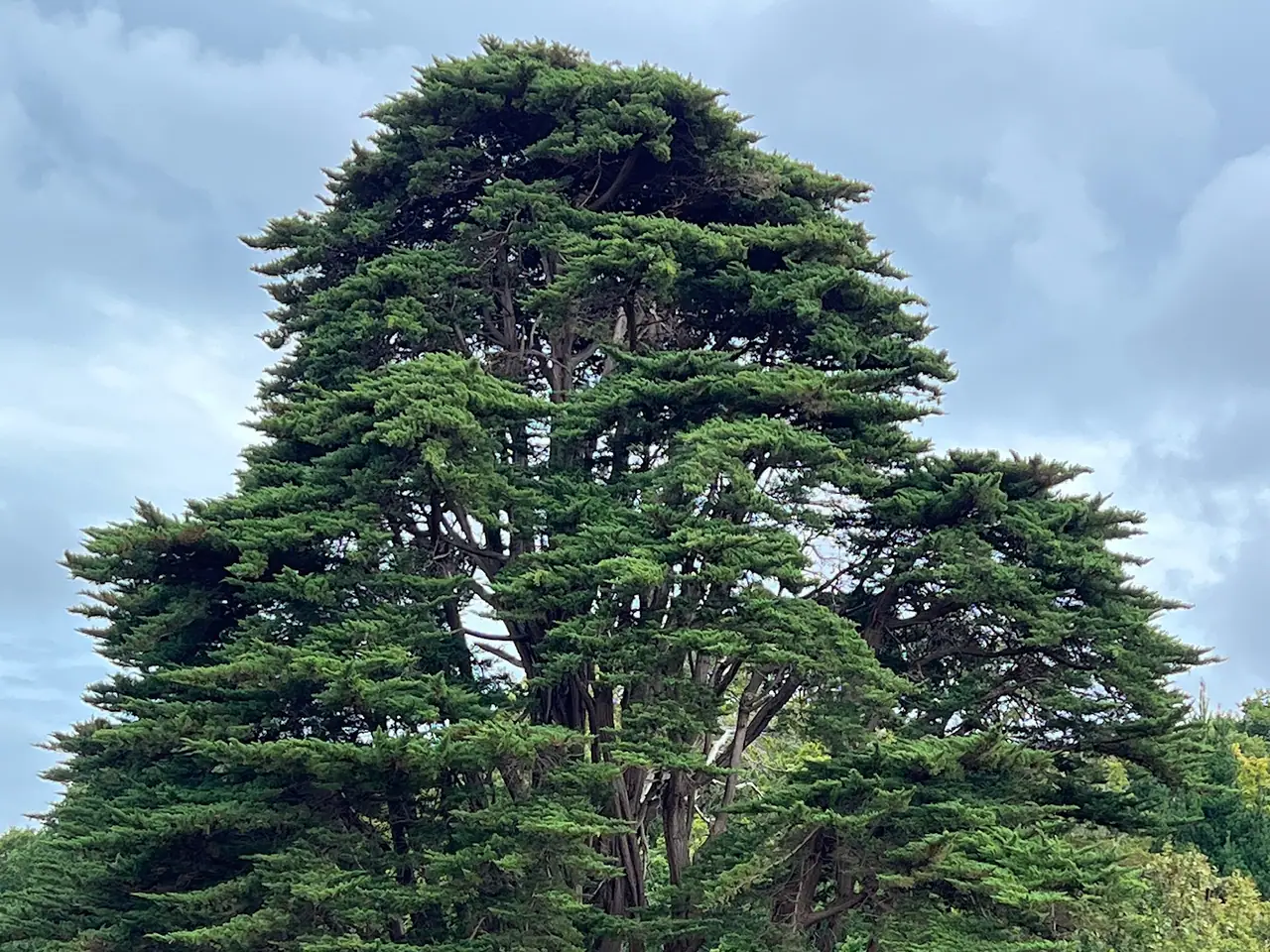 Monterey Cypress