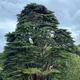 Monterey Cypress