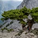Mediterranean Cypress