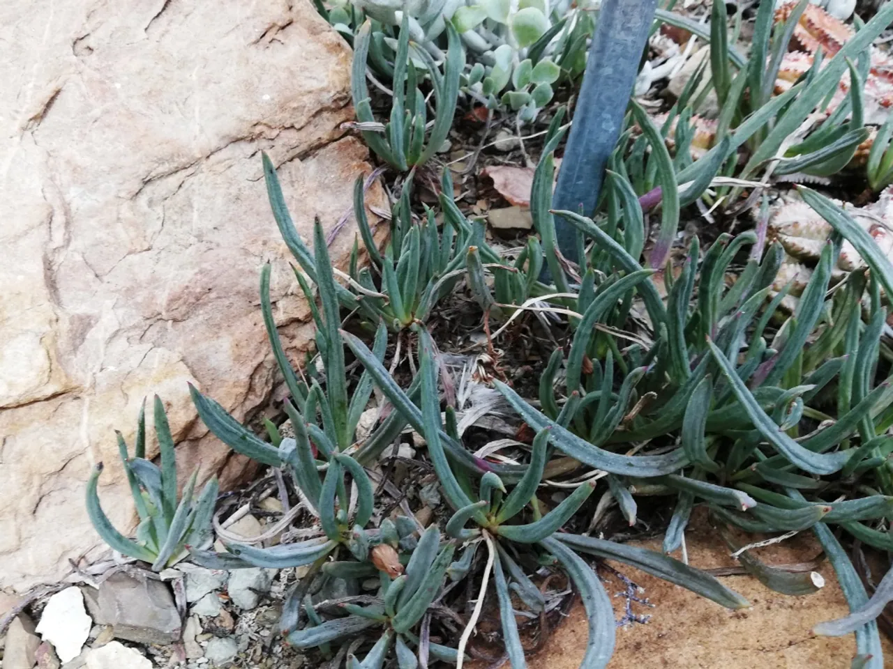 Curio acaulis