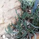 Curio acaulis