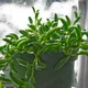 String of bananas