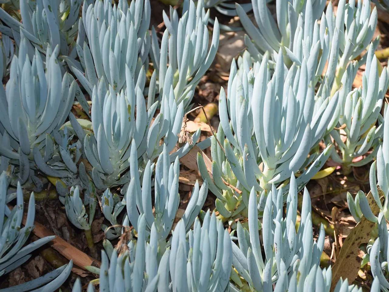 Kleinia repens