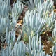 Kleinia repens