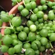 String of pearls