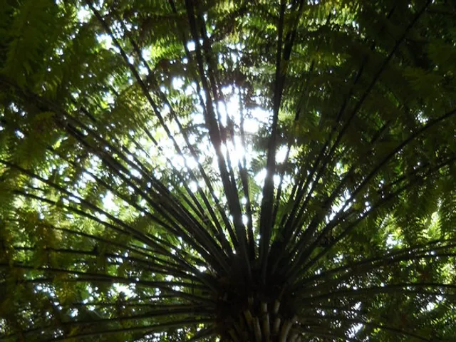Cyathea australis