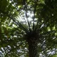 Cyathea australis